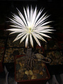 Нажмите на изображение для увеличения.

Название:	Setiechinopsis mirabilis VG 346a El Bosquecillo.jpg
Просмотров:	151
Размер:	217.2 Кб
ID:	356217