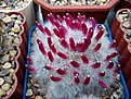 Нажмите на изображение для увеличения.

Название:	Mammillaria glassii.jpg
Просмотров:	230
Размер:	246.2 Кб
ID:	356218