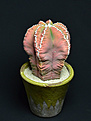 Нажмите на изображение для увеличения.

Название:	Astrophytum myriostigma cv. kikkohekiruriranpogyoku.jpg
Просмотров:	379
Размер:	60.7 Кб
ID:	356240