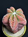 Нажмите на изображение для увеличения.

Название:	Astrophytum myriostigma cv. kikkohekiruriranpogyoku2.jpg
Просмотров:	411
Размер:	75.3 Кб
ID:	356241