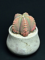 Нажмите на изображение для увеличения.

Название:	Astrophytum myriostigma nudam cv. KIKKOU HEKIRURIRANPOHGYOKU3.jpg
Просмотров:	405
Размер:	65.4 Кб
ID:	356242