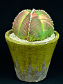 Нажмите на изображение для увеличения.

Название:	Astrophytum myriostigma v. nudum2.jpg
Просмотров:	390
Размер:	79.3 Кб
ID:	356243
