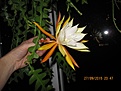 Нажмите на изображение для увеличения.

Название:	IMG_5177 (1000x750).jpg
Просмотров:	393
Размер:	226.4 Кб
ID:	356334