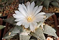 Нажмите на изображение для увеличения.

Название:	Ariocarpus retusus  SB 68.jpg
Просмотров:	147
Размер:	245.8 Кб
ID:	356361