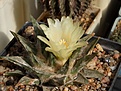 Нажмите на изображение для увеличения.

Название:	Ariocarpus trigonus v.horacekii.jpg
Просмотров:	142
Размер:	245.4 Кб
ID:	356362