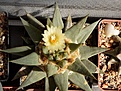 Нажмите на изображение для увеличения.

Название:	Ariocarpus trigonus.jpg
Просмотров:	148
Размер:	242.7 Кб
ID:	356363