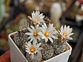 Нажмите на изображение для увеличения.

Название:	Turbinicarpus schmiedickeanus v.dickinsoniae   RS 321A.jpg
Просмотров:	154
Размер:	237.1 Кб
ID:	356365