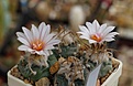 Нажмите на изображение для увеличения.

Название:	Turbinicarpus polaskii.jpg
Просмотров:	155
Размер:	248.5 Кб
ID:	356366