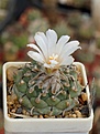 Нажмите на изображение для увеличения.

Название:	Turbinicarpus sp.  Negrita.jpg
Просмотров:	143
Размер:	187.6 Кб
ID:	356367