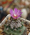 Нажмите на изображение для увеличения.

Название:	Turbinicarpus schwarzii v.rubriflorus.jpg
Просмотров:	149
Размер:	205.0 Кб
ID:	356368