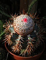 Нажмите на изображение для увеличения.

Название:	Melocactus_azureus.jpg
Просмотров:	126
Размер:	213.2 Кб
ID:	356381