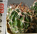 Нажмите на изображение для увеличения.

Название:	pentacanthus_-_200p
Просмотров:	323
Размер:	248.8 Кб
ID:	356391