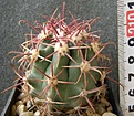 Нажмите на изображение для увеличения.

Название:	gracilis_coloratus_RUS137_-_200p
Просмотров:	331
Размер:	190.1 Кб
ID:	356406