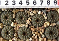 Нажмите на изображение для увеличения.

Название:	asterioides_FS485_-_150p
Просмотров:	318
Размер:	196.0 Кб
ID:	356410