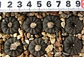 Нажмите на изображение для увеличения.

Название:	asterioides_VG457_-_150p
Просмотров:	325
Размер:	187.9 Кб
ID:	356412