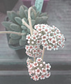 Нажмите на изображение для увеличения.

Название:	crassula_tecta.jpg
Просмотров:	253
Размер:	94.6 Кб
ID:	356511