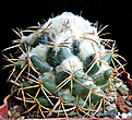 Нажмите на изображение для увеличения.

Название:	Coryphantha bumamma.JPG
Просмотров:	474
Размер:	410.5 Кб
ID:	356596