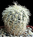 Нажмите на изображение для увеличения.

Название:	Coryphantha echinus.JPG
Просмотров:	470
Размер:	461.9 Кб
ID:	356597