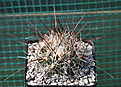 Нажмите на изображение для увеличения.

Название:	Coryphantha ramillosa_SB 908.jpg
Просмотров:	480
Размер:	159.9 Кб
ID:	356598