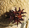 Нажмите на изображение для увеличения.

Название:	Pseudolithos_migiurtinus_6y.JPG
Просмотров:	215
Размер:	196.7 Кб
ID:	356753