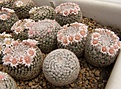 Нажмите на изображение для увеличения.

Название:	Mammillaria formosa ML113.jpg
Просмотров:	165
Размер:	129.1 Кб
ID:	356803