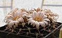 Нажмите на изображение для увеличения.

Название:	Mammillaria roseo-alba.jpg
Просмотров:	164
Размер:	81.9 Кб
ID:	356806