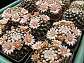 Нажмите на изображение для увеличения.

Название:	Mammillaria roseo-alba.jpg
Просмотров:	170
Размер:	150.8 Кб
ID:	356807