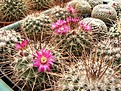 Нажмите на изображение для увеличения.

Название:	Mammillaria standleyi L086.jpg
Просмотров:	172
Размер:	159.1 Кб
ID:	356809