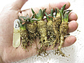 Нажмите на изображение для увеличения.

Название:	Ariocarpus retusus v. arteaga.jpg
Просмотров:	202
Размер:	247.3 Кб
ID:	356864