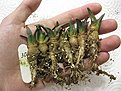 Нажмите на изображение для увеличения.

Название:	Ariocarpus retusus v. rostratus.jpg
Просмотров:	193
Размер:	234.7 Кб
ID:	356865