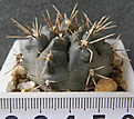 Нажмите на изображение для увеличения.

Название:	gibbosum_brachypetalum_P101_-_150p
Просмотров:	323
Размер:	227.0 Кб
ID:	356933