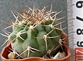 Нажмите на изображение для увеличения.

Название:	pugionacanthum_VG200_-_200p
Просмотров:	319
Размер:	217.0 Кб
ID:	356950