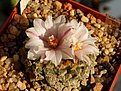 Нажмите на изображение для увеличения.

Название:	kotschoubeyanus v.albiflorus.JPG
Просмотров:	152
Размер:	371.5 Кб
ID:	356958