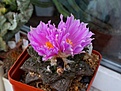 Нажмите на изображение для увеличения.

Название:	Ariocarpus fissuratus.JPG
Просмотров:	155
Размер:	310.3 Кб
ID:	356961