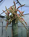 H. aureispina.jpg