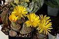 Нажмите на изображение для увеличения.

Название:	Lithops dorothea.JPG
Просмотров:	319
Размер:	263.4 Кб
ID:	357082