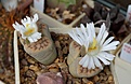 Нажмите на изображение для увеличения.

Название:	Lithops karasmontana C 227.JPG
Просмотров:	384
Размер:	238.1 Кб
ID:	357083