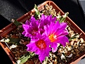 Нажмите на изображение для увеличения.

Название:	Ariocarpus agavoides.JPG
Просмотров:	163
Размер:	408.2 Кб
ID:	357084