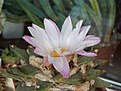 Нажмите на изображение для увеличения.

Название:	Ariocarpus retusus.JPG
Просмотров:	156
Размер:	257.5 Кб
ID:	357085