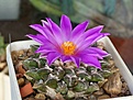 Нажмите на изображение для увеличения.

Название:	Ariocarpus kotschoubeyanus v.elephantidens.JPG
Просмотров:	145
Размер:	335.9 Кб
ID:	357086