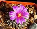 Нажмите на изображение для увеличения.

Название:	Ariocarpus kotschoubeyanus v.macdowellii.JPG
Просмотров:	155
Размер:	369.0 Кб
ID:	357087