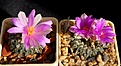 Нажмите на изображение для увеличения.

Название:	Ariocarpus kotschoubeyanus v.sladkovskyi.JPG
Просмотров:	145
Размер:	371.3 Кб
ID:	357088