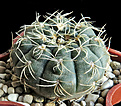 Нажмите на изображение для увеличения.

Название:	Gymnocalycium rosae GN 745.JPG
Просмотров:	365
Размер:	475.7 Кб
ID:	357168