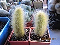 Нажмите на изображение для увеличения.

Название:	IMG_5831 (650x488).jpg
Просмотров:	446
Размер:	230.2 Кб
ID:	357197
