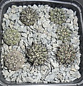 Нажмите на изображение для увеличения.

Название:	Copiapoa calderana kk603 (2).JPG
Просмотров:	529
Размер:	241.6 Кб
ID:	357199