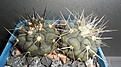 Нажмите на изображение для увеличения.

Название:	Copiapoa cinerea albispina.JPG
Просмотров:	533
Размер:	214.0 Кб
ID:	357201