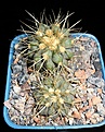 Нажмите на изображение для увеличения.

Название:	Copiapoa cinerea haseltoniana.JPG
Просмотров:	516
Размер:	241.1 Кб
ID:	357202