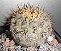 Нажмите на изображение для увеличения.

Название:	Copiapoa cinerea columna alba.JPG
Просмотров:	466
Размер:	237.5 Кб
ID:	357203