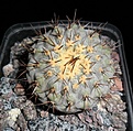 Нажмите на изображение для увеличения.

Название:	Copiapoa columna alba.JPG
Просмотров:	541
Размер:	232.7 Кб
ID:	357204