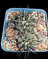 Нажмите на изображение для увеличения.

Название:	Copiapoa dealbata (2).JPG
Просмотров:	532
Размер:	246.2 Кб
ID:	357205